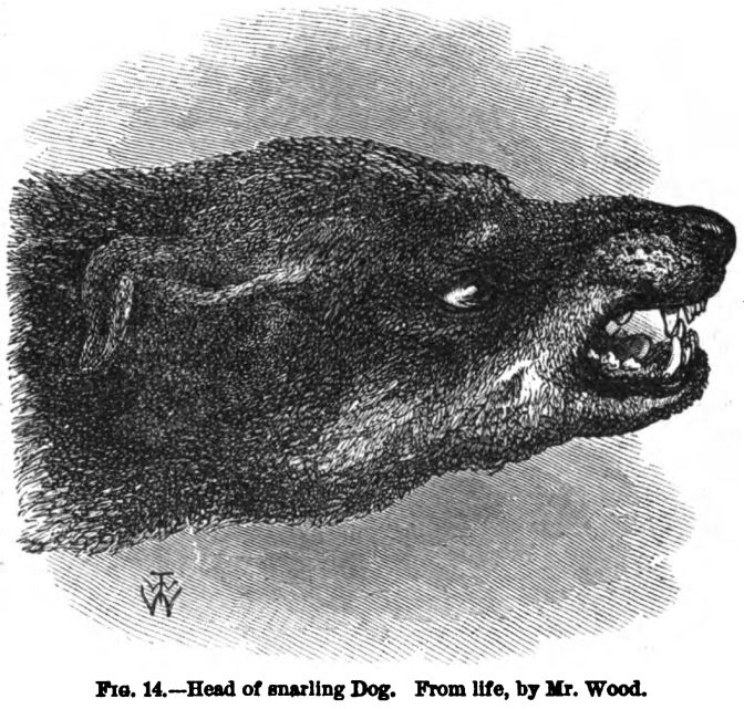 Head of Snarling Dog. Fig 14