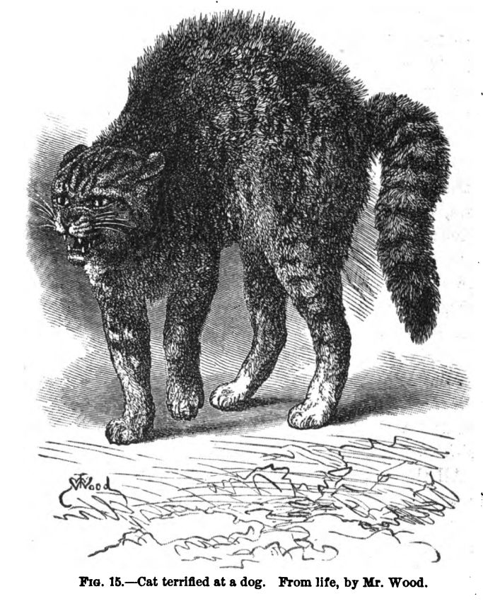 Cat Terrified at a Dog. Fig.15