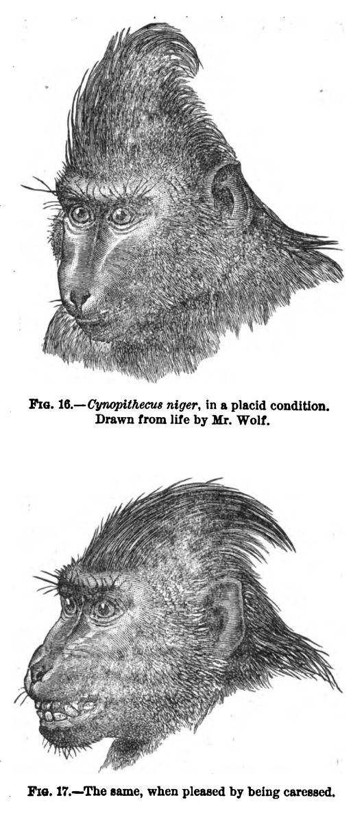 Cynopithecus Niger, in a Placid Condition. Fig.16-17