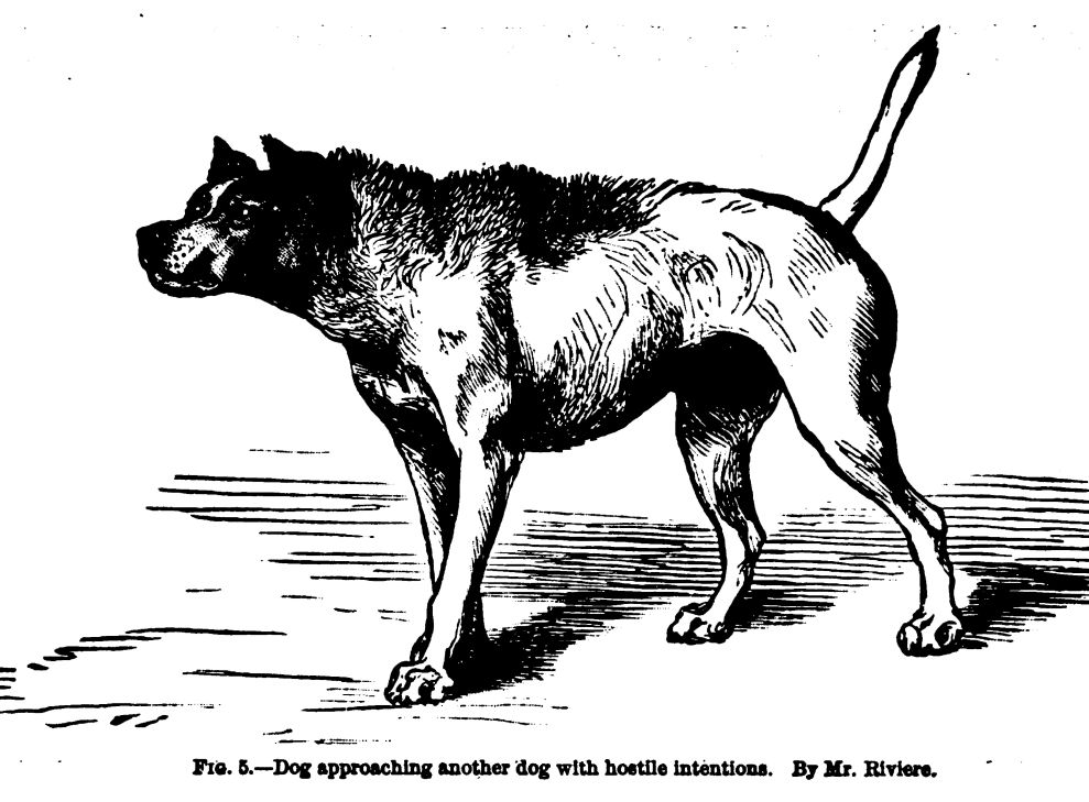 Dog in a Hostile Frame of Mind. Fig. 5