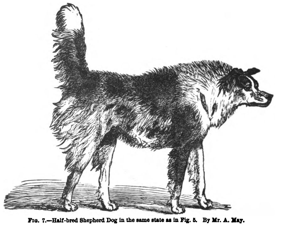 Dog in a Hostile Frame of Mind. Fig. 7