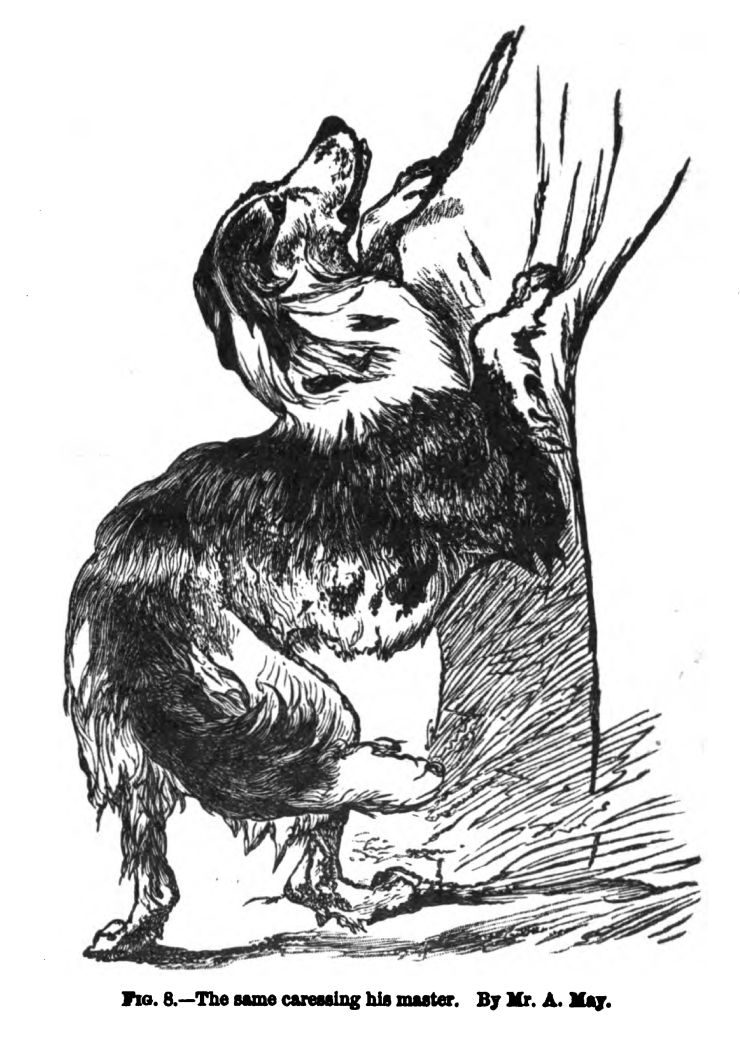 Dog Carressing his Master. Fig. 8