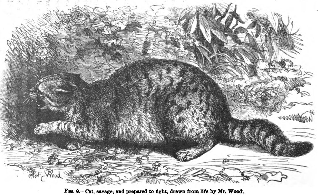 Cat, Savage, and Prepared to Fight. Fig. 9
