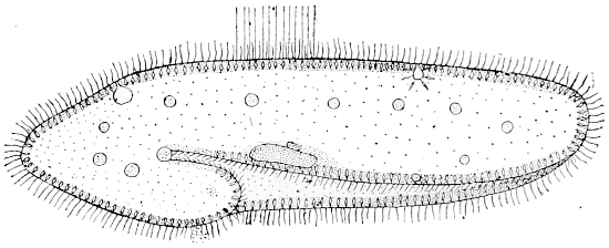 Fig. 1.—Paramecium.
