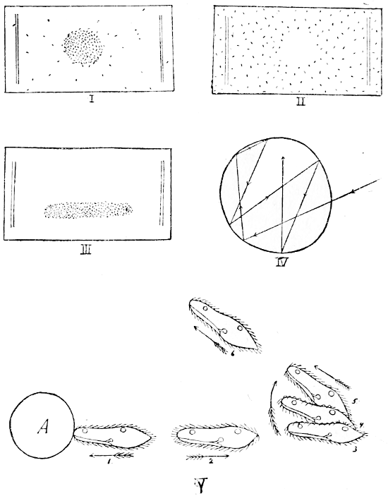 Fig. 2.—Behaviour of Paramecia (after Jennings).