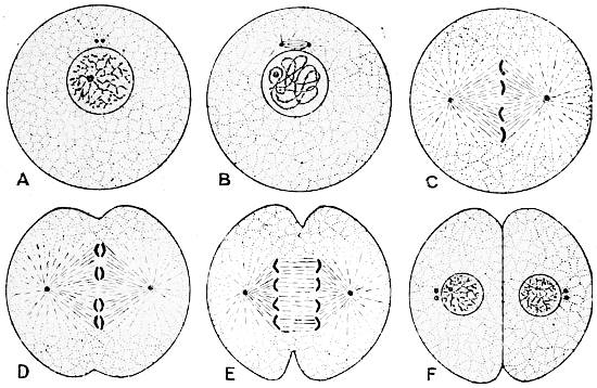 Fig. 3.—Cell-division.