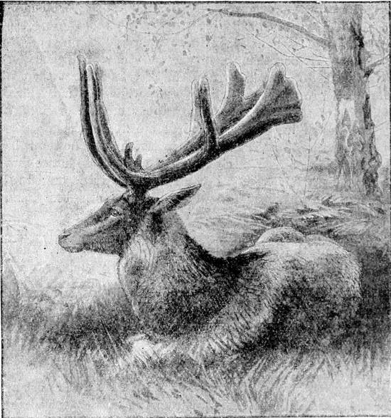 Fig. 4.—Wapiti with antlers in velvet.