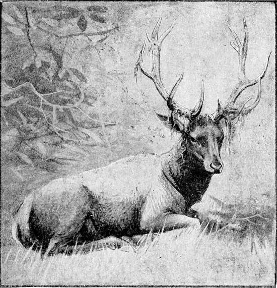 Fig. 5.—Wapiti with velvet shredding off.
