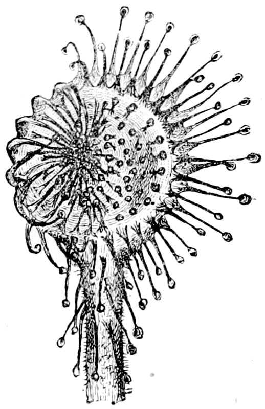 Fig. 6.—Sun-dew (*Drosera*). Leaf (enlarged) with the tentacles on one side inflected over a bit of meat placed on the disc. (From Darwin’s “Insectivorous Plants.”)