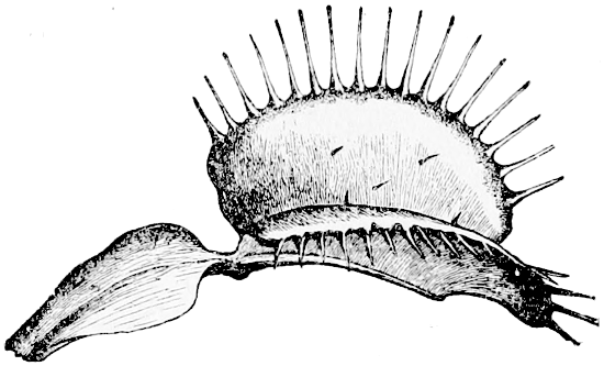 Fig. 7.—Venus’s Fly-trap (*Dionæa*). Leaf viewed laterally in its expanded state. (From Darwin’s “Insectivorous Plants.”)