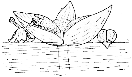 Fig. 8.—Flower of *Valisneria*.