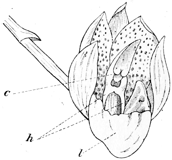 Fig. 9.—Flower of *Catasetum*; *c*, column; *h*, horns; *l*, labellum.