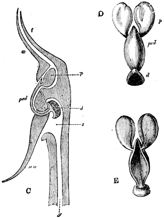Fig. 10.—*Catasetum*; C, diagram of column; *a*, anther; *an*, horn; *d*, adhesive disc; *f*, filament of anther; *g*, ovarium; *ped*, pedicel; D and E, pollinium; *p*, pollen-mass. (From Darwin’s “Orchids.”)