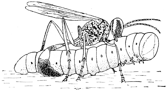 Fig. 11.—Solitary Wasp stinging Caterpillar (after Peckham).