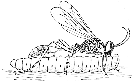Fig. 12.—Solitary Wasp dragging a Caterpillar to its Nest (after Peckham).
