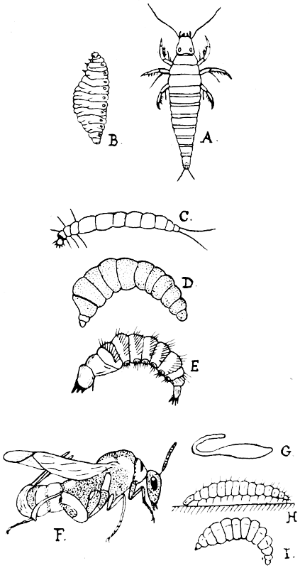 Fig. 13.—Insect Larvæ. A, B, of *Sitaris*; C, D, E, of *Argyromœba*; G, H, I, of *Leucopsis*; F, imago of *Leucopsis* (after Fabre).