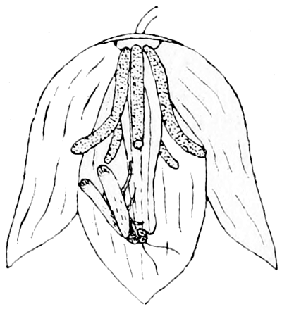 Fig. 14.—Yucca Flower and Moth.