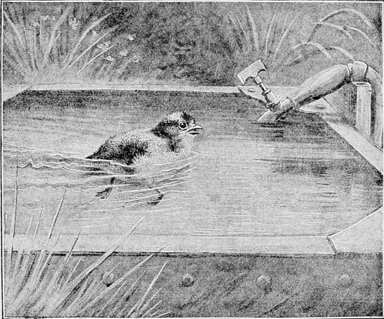 Fig. 15.—Newly-hatched Chick swimming.