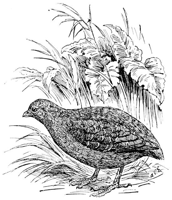 Fig. 16.—Nestling Megapode, to show the well-developed wings. (From Dr. R. Bowdler Sharpe’s “Wonders of the Bird World.”)