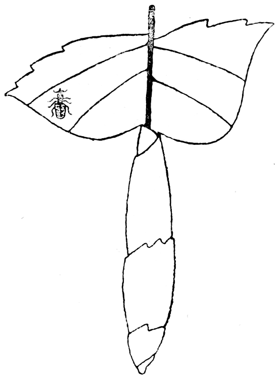 Fig. 18.—Leaf-case of Birch-weevil.