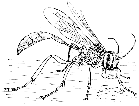 Fig. 19.—Solitary Wasp using a stone to beat down the earth over its nest (after Peckham).