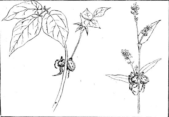 Fig. 20.—Spiders placed by Solitary Wasps in the crotches of branching stems (after Peckham).