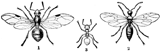 Fig. 24.—Wood ant. 1, Queen; 2, male; 3, worker (from Shipley).