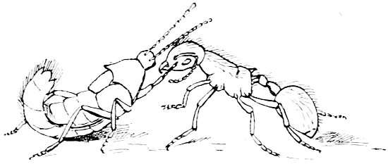 Fig. 25.—Beetle soliciting food from Ant (after Wasmann).