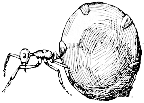 Fig. 26.—-Honey-pot Ant.