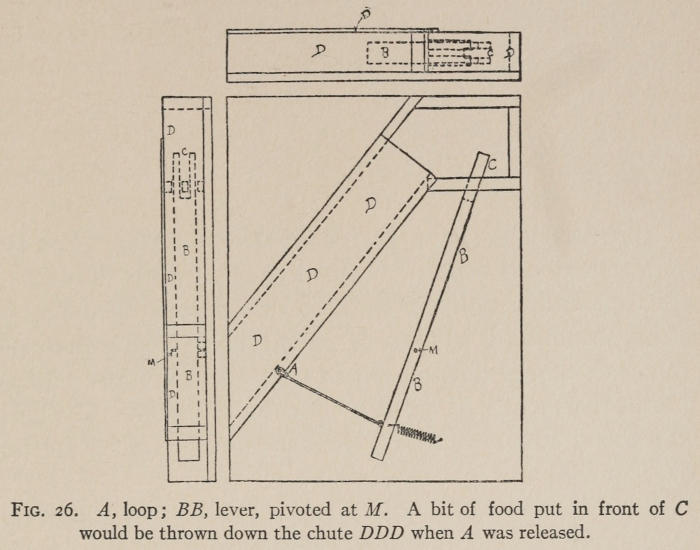Fig. 26. *A*, loop; *BB*, lever, pivoted at *M*. A bit of food put in front of *C* would be thrown down the chute *DDD* when *A* was released.